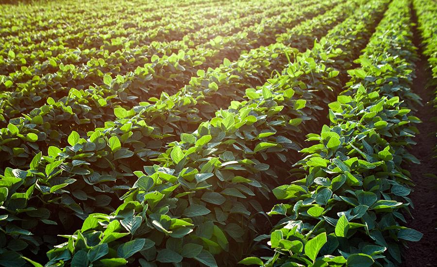 Photo of soybeans growing in a field at sunset