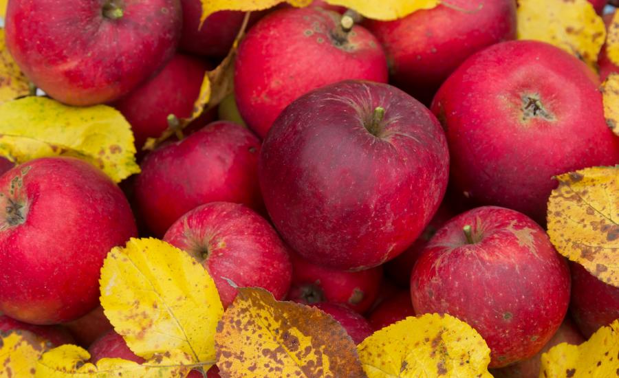 A zoomed in photo of dark red apples with yellow leaves sitting on top of some of the apples.