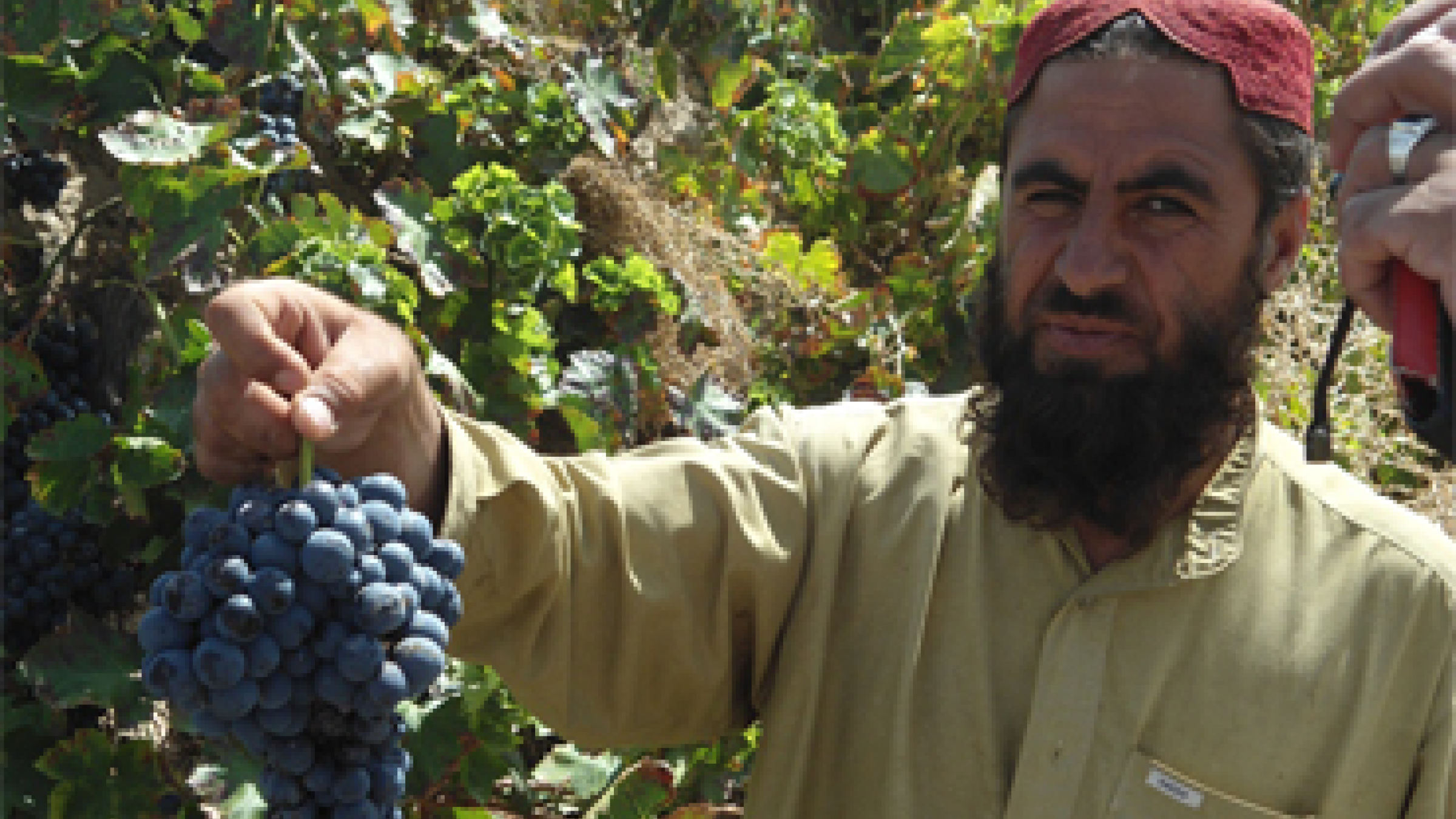 FAS-Supported Project Helps Pakistani Farmers Reach Modern Markets