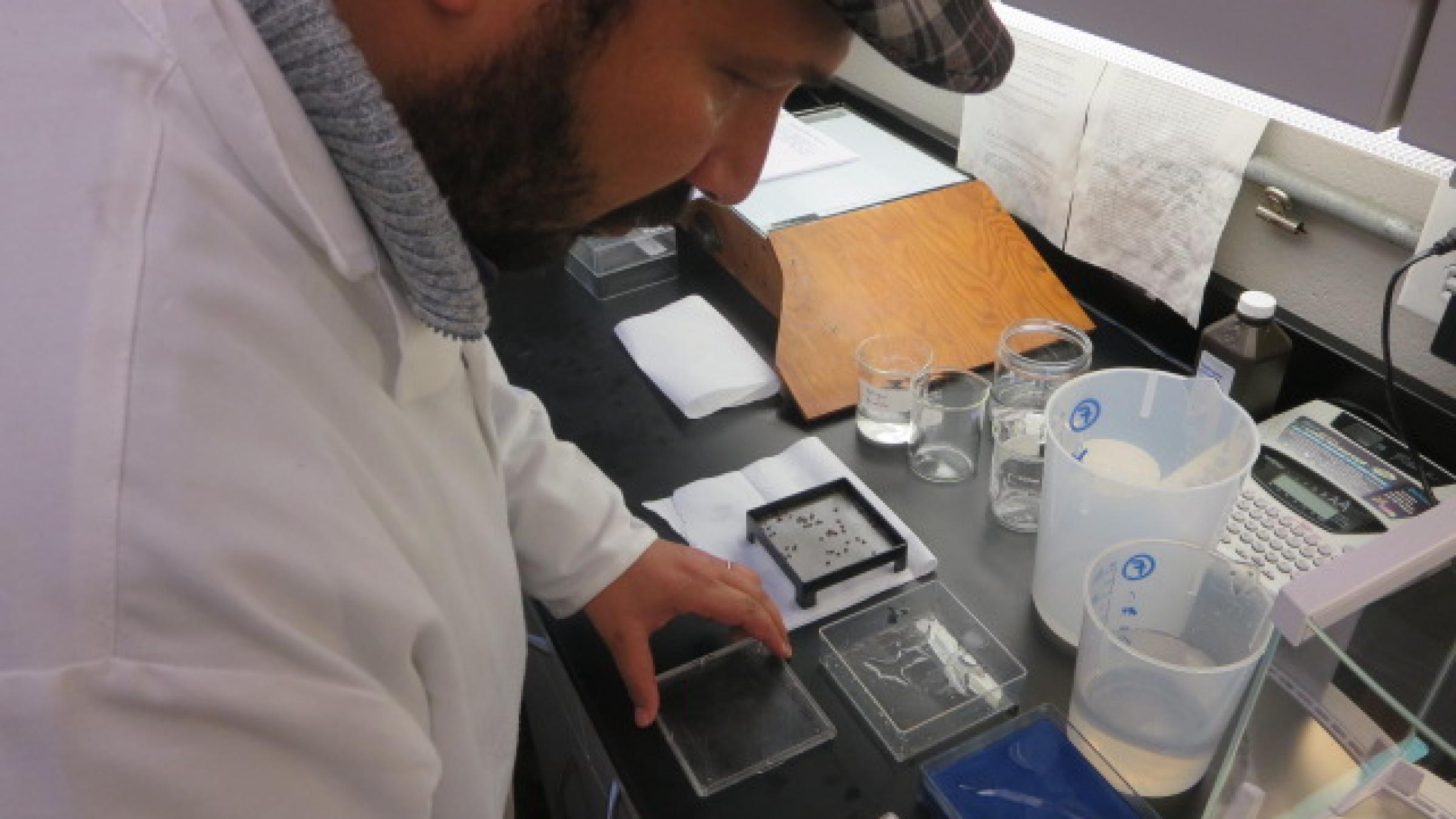 Mohamed Dridi, Tunisia, prepares seeds for examination at the Ornamental Plant Germplasm Center on the Ohio State University campus.