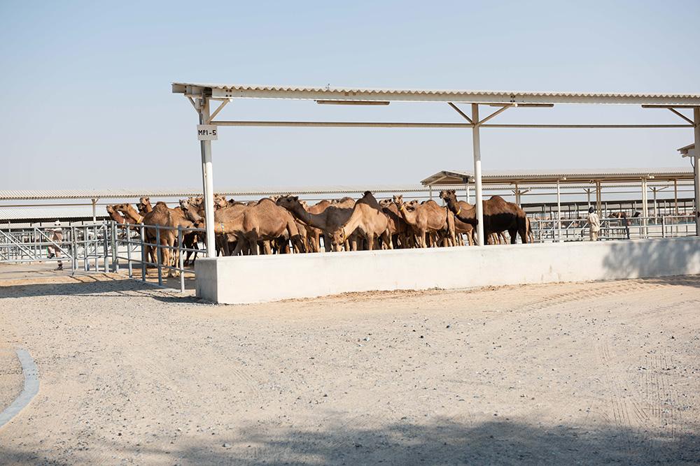 A view of the camels outside at Camelicious.