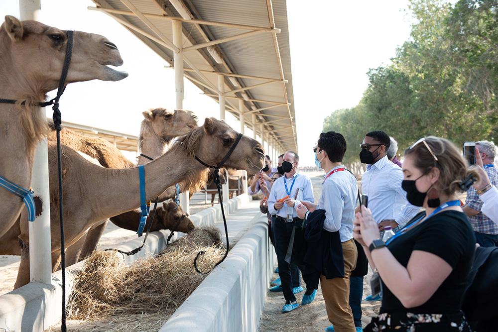 The delegation met with some of the camels one-on-one and offered snacks.