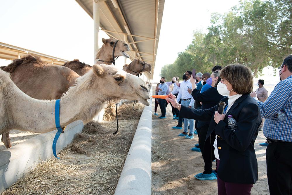 CDFA Secretary Karen Ross offered a carrot to a camel.