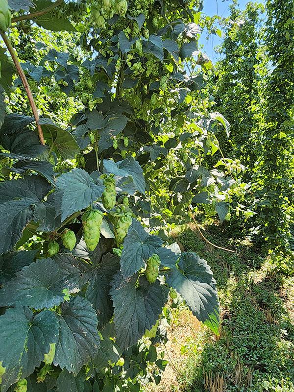 Hops on the vine in a field