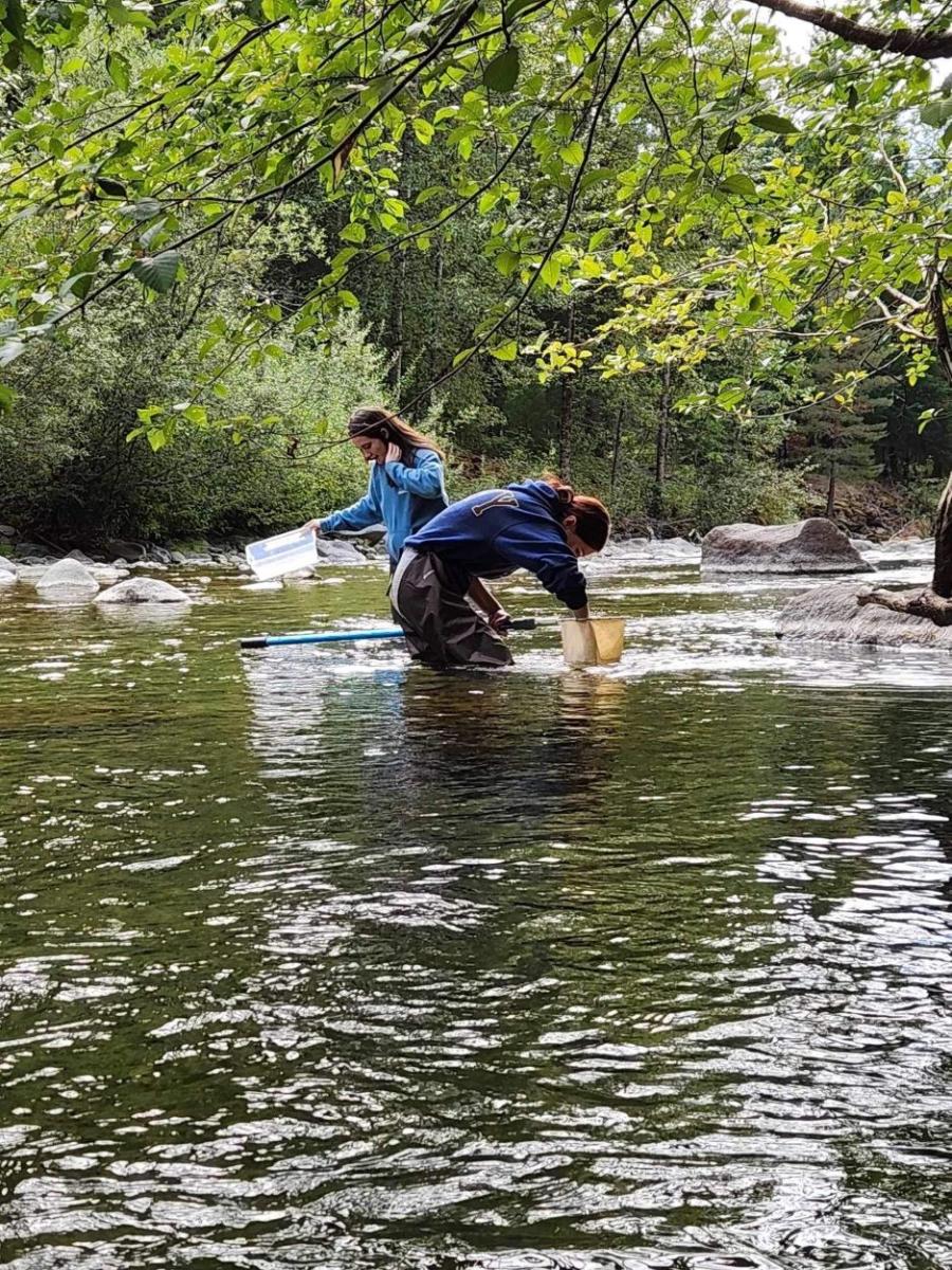 Two teenagers wading in a river with nets and containers sampling for aquatic insects.