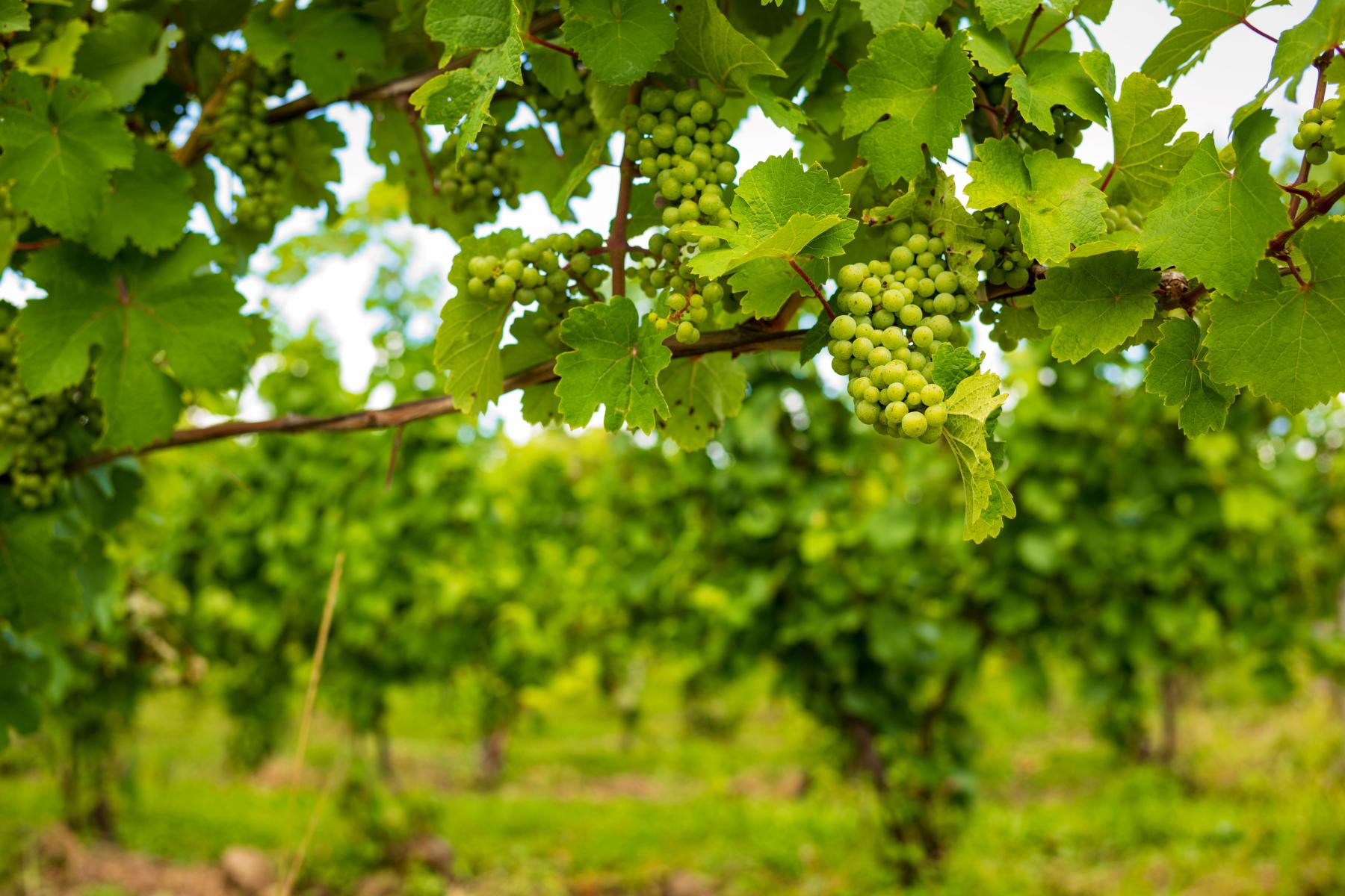 Grapes grow in a vineyard, located in the Finger Lakes region of New York. 