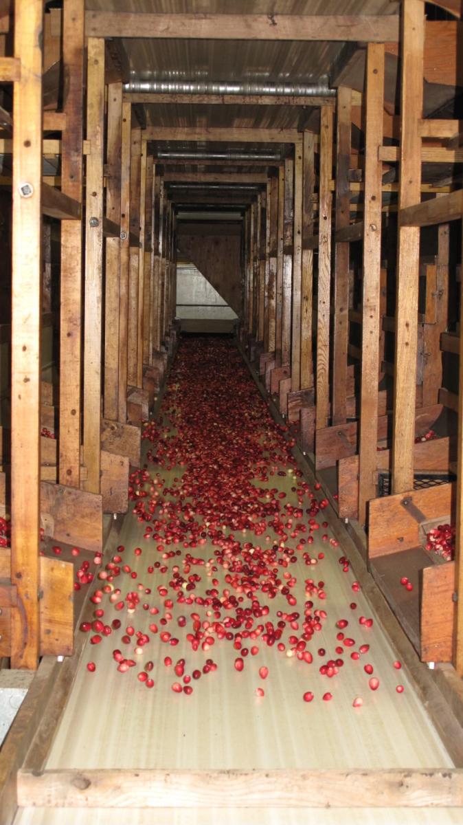 A stream of cranberries come down a sorting conveyer belt. 