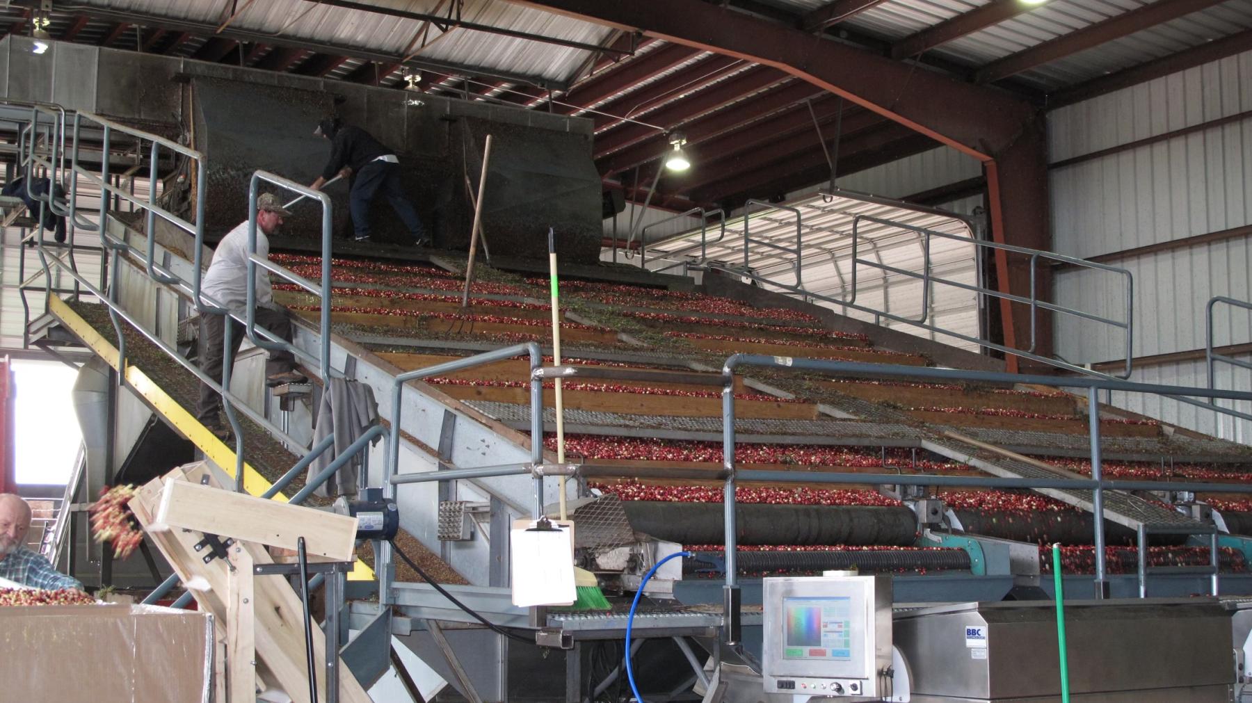 Cranberries come down a sorting machine. 