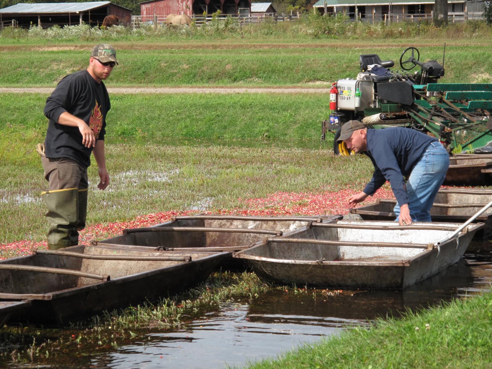 People standing in floats gathering cranberries in a bog.