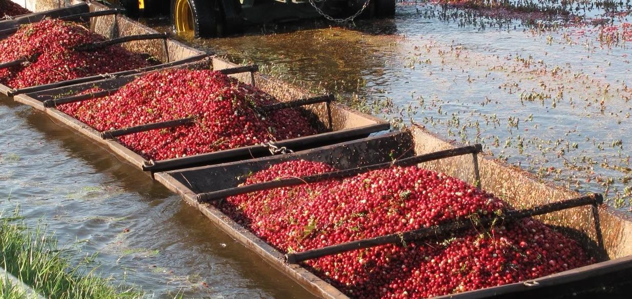 Cranberries in floats on the water in a bog.