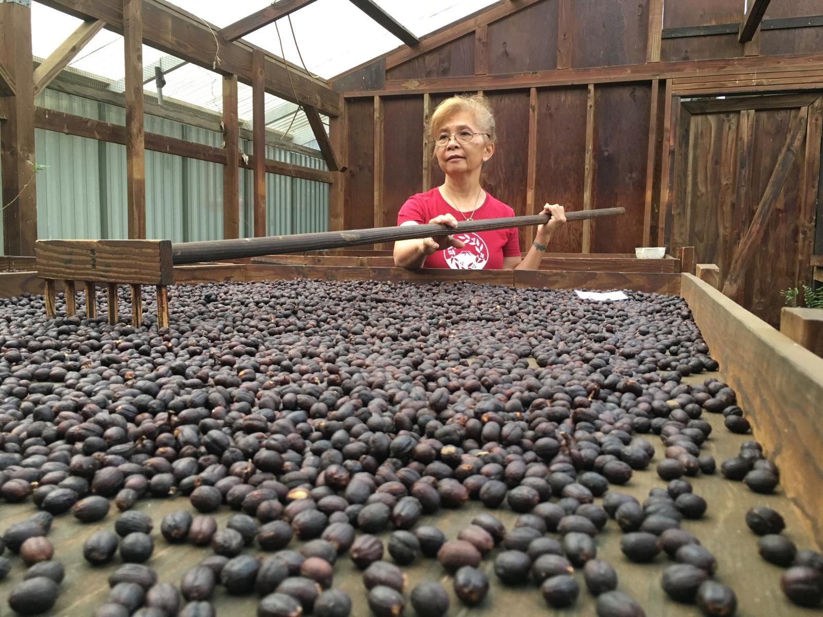 A woman using a wooden rake to sort dried coffee beans.