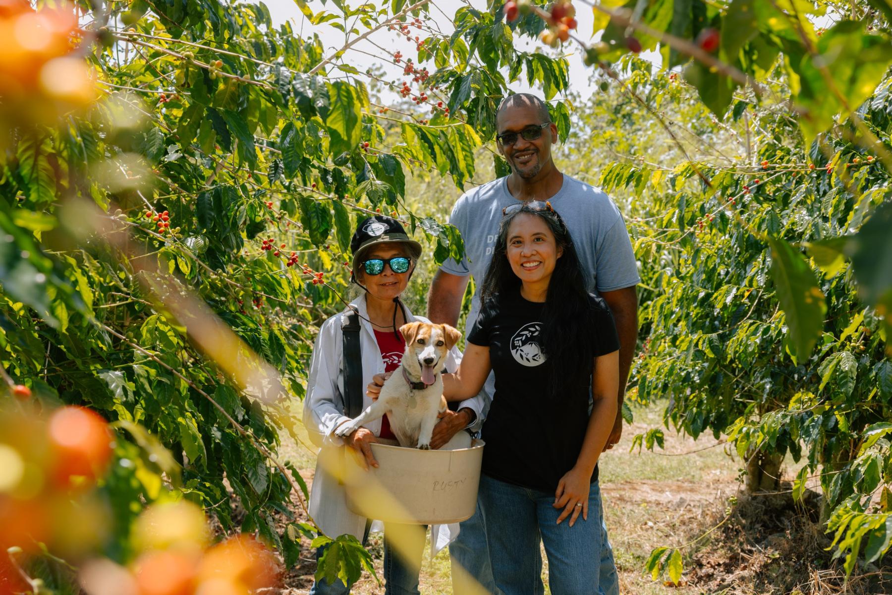 A small group of three people stand together in a coffee tree farm and are carrying a basket with a dog inside of it. 