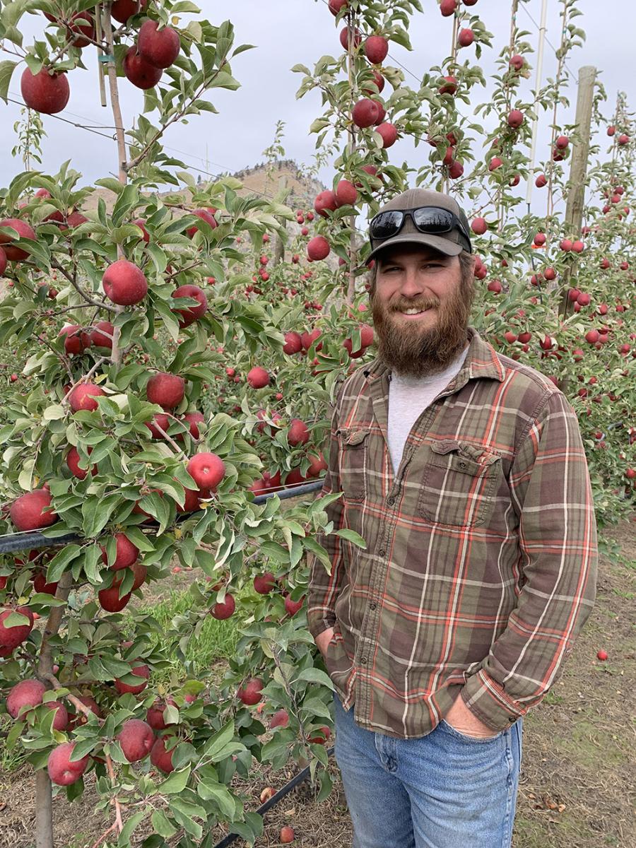 A man stands in front of a row of apples growing on a tree.