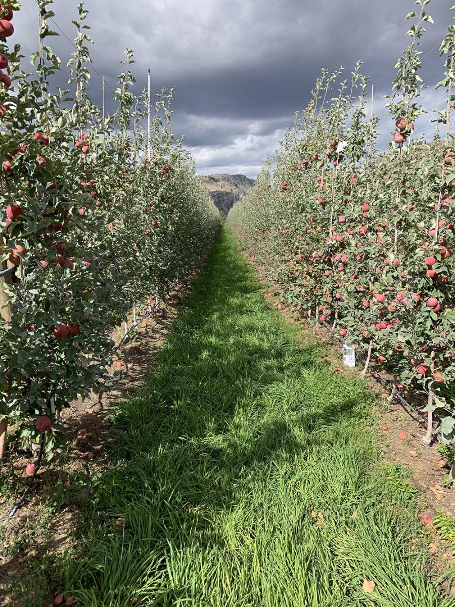 Two rows of apple trees.