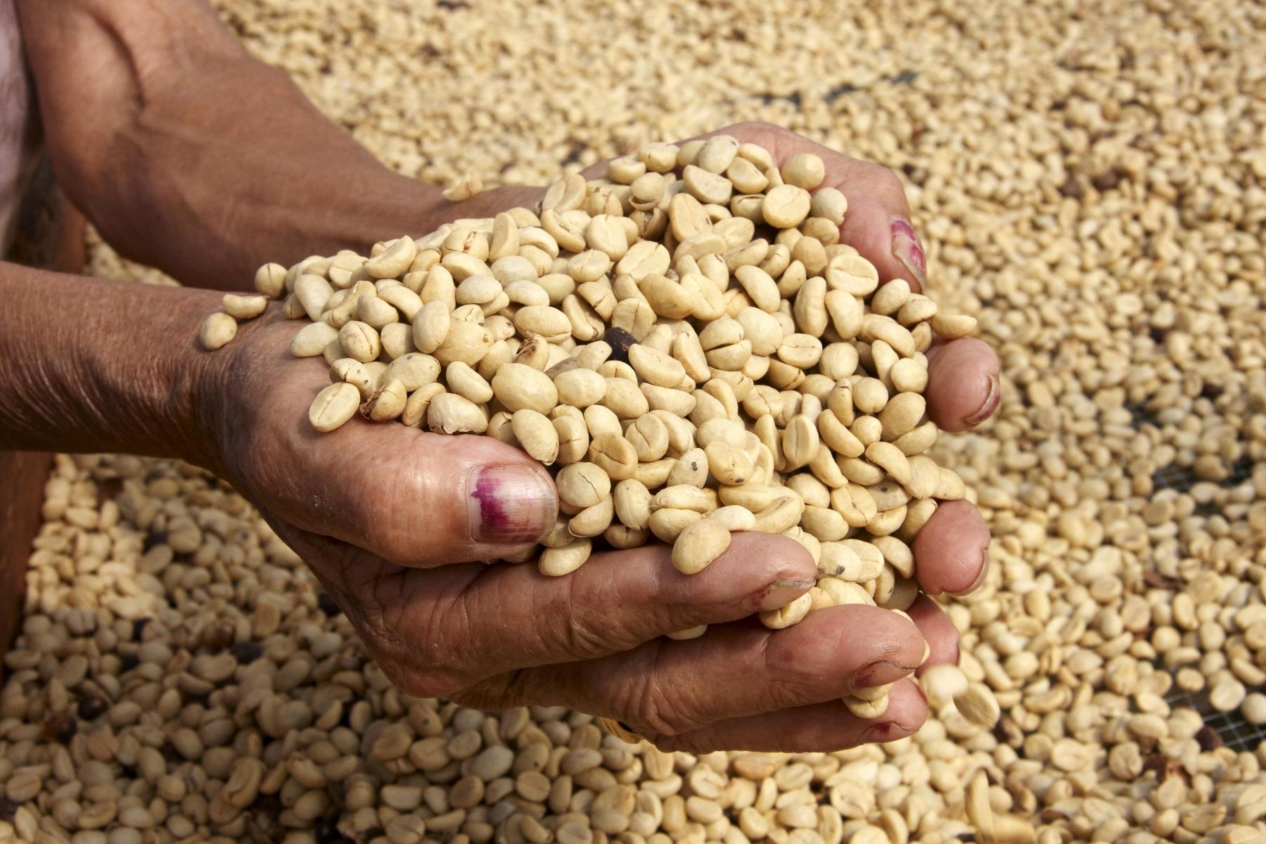 USDA Grant Helps Coffee Farmers Win Honduras’ Cup of Excellence