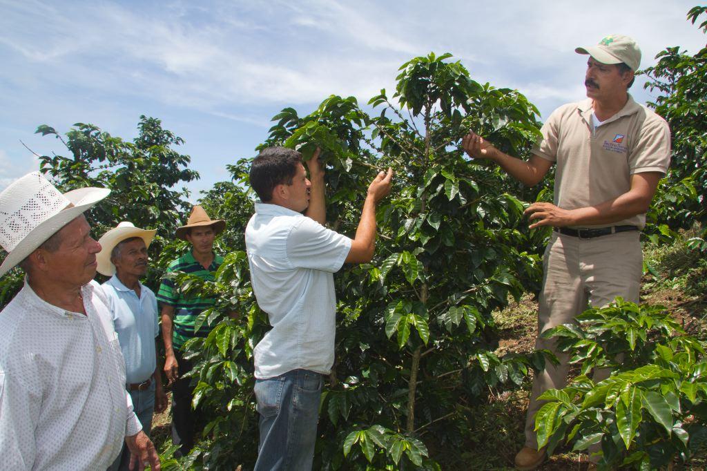 USDA Grant Helps Coffee Farmers Win Honduras’ Cup of Excellence