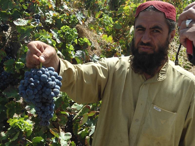 FAS-Supported Project Helps Pakistani Farmers Reach Modern Markets