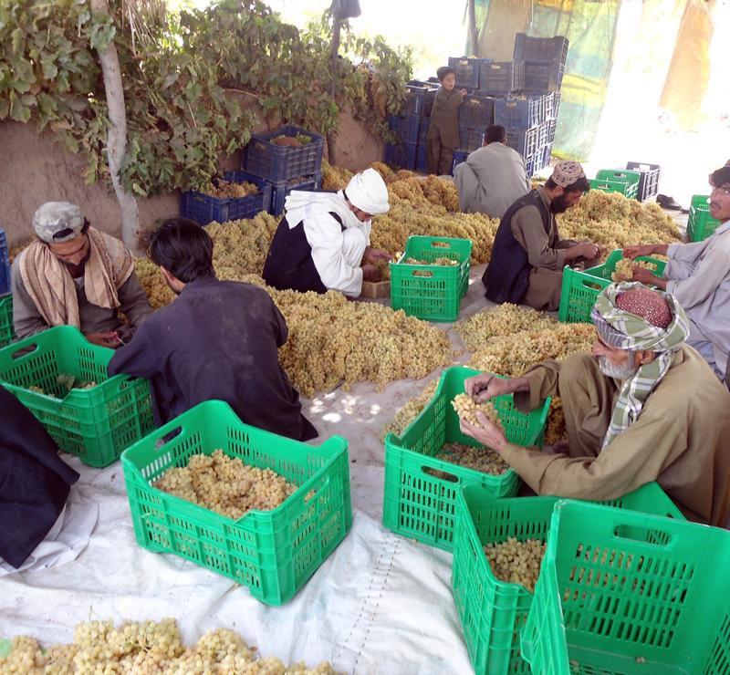 FAS-Supported Project Helps Pakistani Farmers Reach Modern Markets