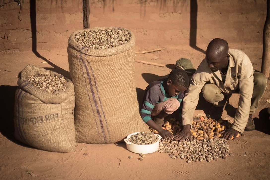 Farmers in Mozambique Reconnect to Global Cashew Market