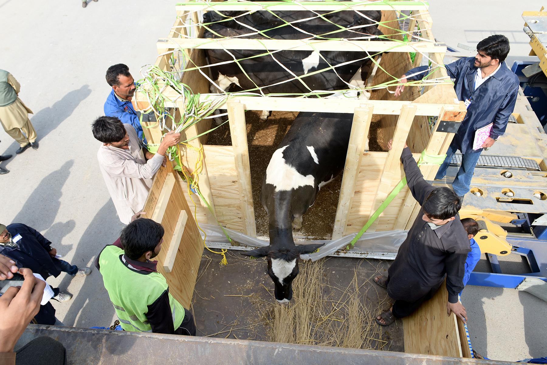 The first U.S. dairy cattle shipped to Pakistan in 15 years are loaded onto trucks for their journey to the FAS-supported demonstration farm at the University of Veterinary and Animal Sciences near Lahore.