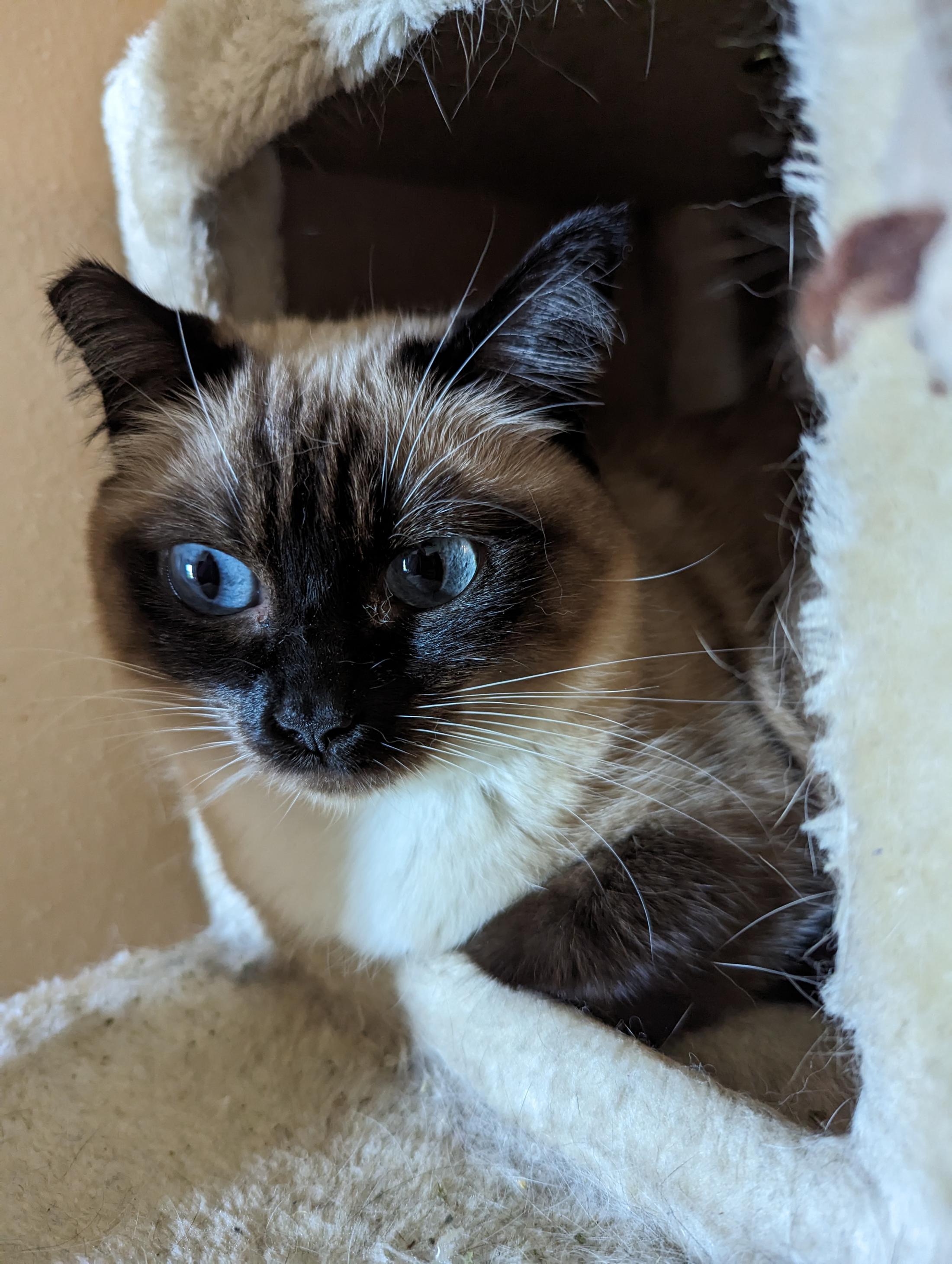 A cat peering out from a cube.